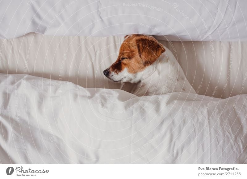 cute tender white and brown jack russell sleeping on a bed Happy Illness Life Relaxation Winter House (Residential Structure) Bedroom Family & Relations Animal
