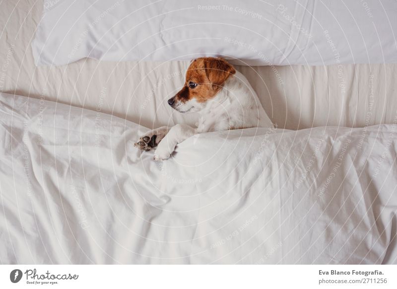 cute dog sleeping on bed with white sheets Happy Illness Life Relaxation Winter House (Residential Structure) Bedroom Family & Relations Animal Autumn Weather