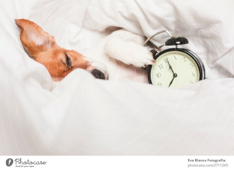 cute dog lying on bed with an alarm clock Lifestyle Happy Relaxation Winter Flat (apartment) House (Residential Structure) Clock Bed Bedroom Work and employment