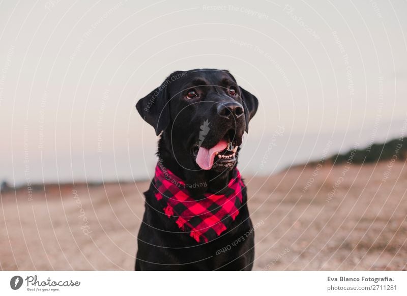 beautiful portrait black labrador dog at sunset Lifestyle Joy Happy Beautiful Friendship Nature Landscape Animal Autumn Fashion Pet Dog Smiling Friendliness