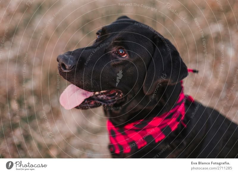 beautiful portrait black labrador dog at sunset Lifestyle Joy Happy Beautiful Friendship Nature Landscape Animal Autumn Fashion Pet Dog Smiling Friendliness