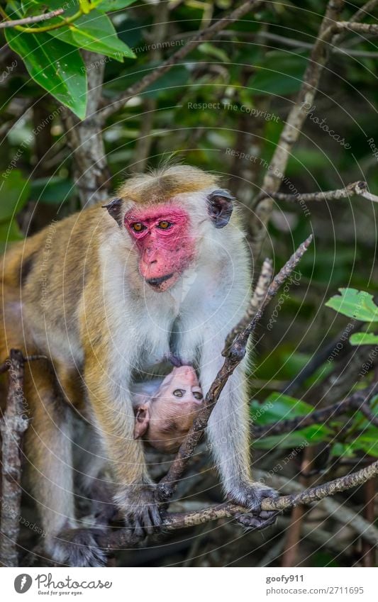 Macaque mother with baby Vacation & Travel Tourism Trip Adventure Far-off places Freedom Safari Expedition Environment Nature Tree Bushes Forest Virgin forest