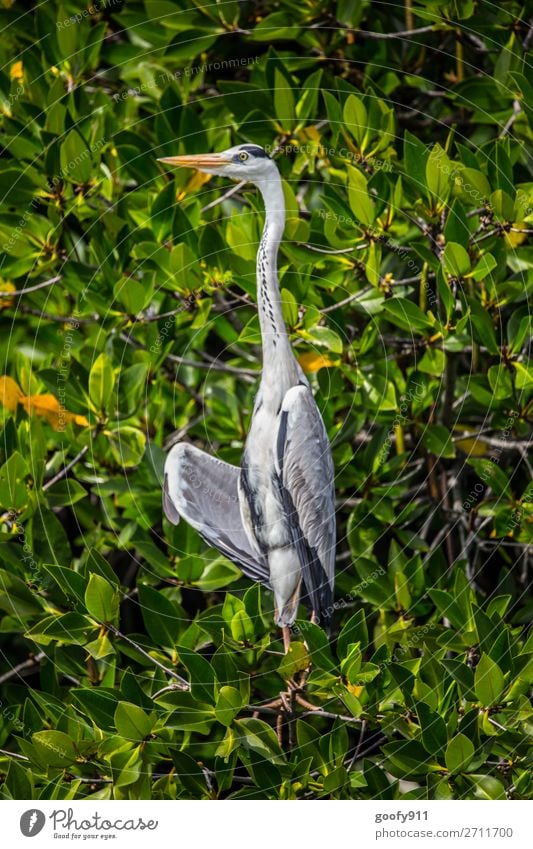 Grey Heron II Vacation & Travel Tourism Trip Adventure Far-off places Freedom Sightseeing Safari Expedition Environment Nature Landscape Plant Bushes Coast
