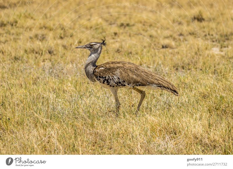 strut Vacation & Travel Tourism Trip Adventure Far-off places Freedom Safari Expedition Environment Nature Landscape Grass Bushes Desert South Africa Animal