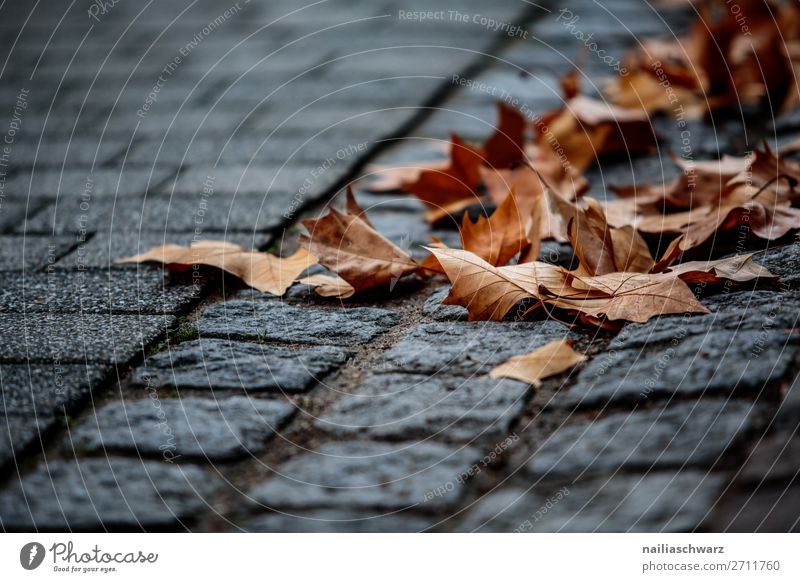 autumn Nature Autumn Plant Leaf Maple tree Maple leaf Town Old town Paving stone Stone To dry up Cold Natural Dry Brown Gray Transience Colour photo