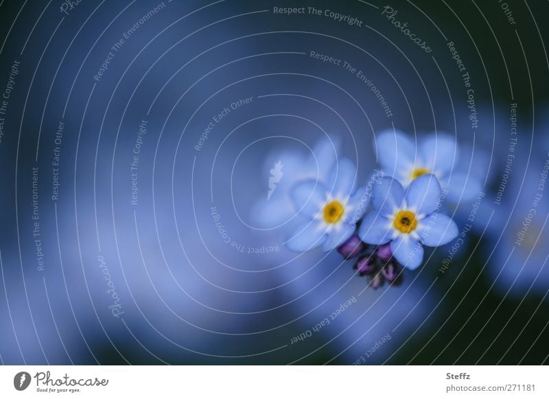 Remember? - Forget-me-not forget-me-not flower Spring flower blue blossoms spring awakening Nature Awakening Myosotis blue flowers delicate blossoms romantic