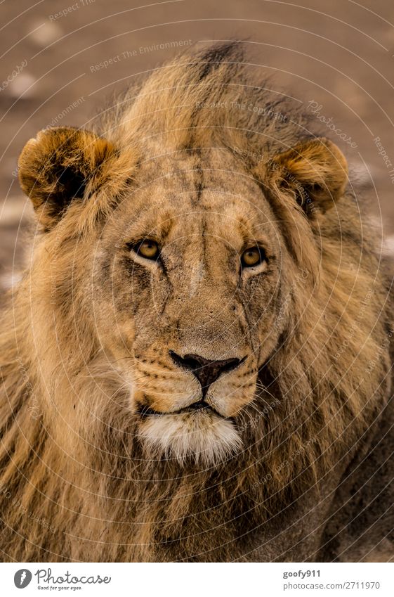 Yes, please??? Vacation & Travel Tourism Trip Adventure Freedom Safari Expedition Animal Wild animal Animal face Pelt Lion Lion's mane Lion's head 1 Observe