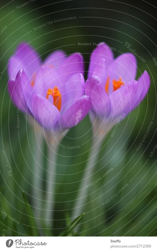 Soon crocuses bloom Crocus flowering crocuses Spring Crocuses Spring flowering plant spring flowers spring awakening blooming spring flowers heralds of spring