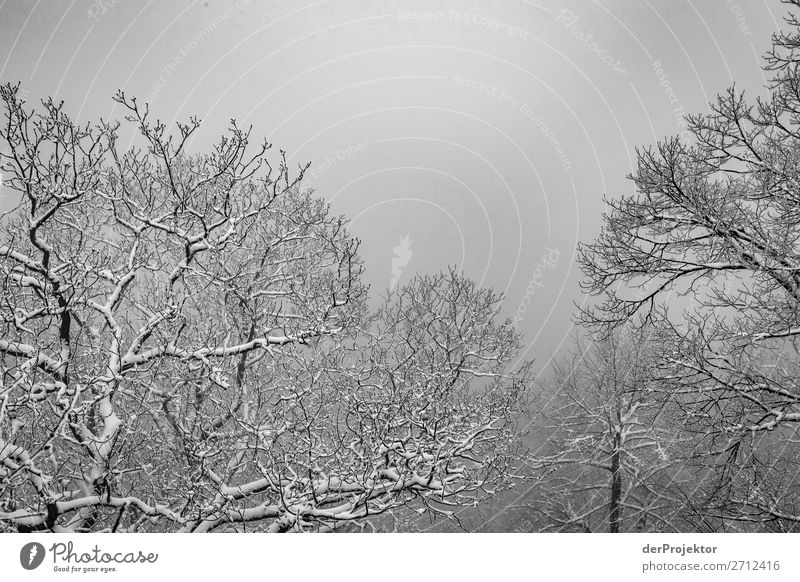 Winter forest in the Harz IX Storm damage Bark-beetle Climate change mountain Saxony-Anhalt Adventure Tourism Trip Freedom Sightseeing Snow Winter vacation