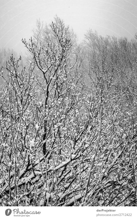 Winter forest in the Harz VIII Storm damage Bark-beetle Climate change mountain Saxony-Anhalt Adventure Tourism Trip Freedom Sightseeing Snow Winter vacation