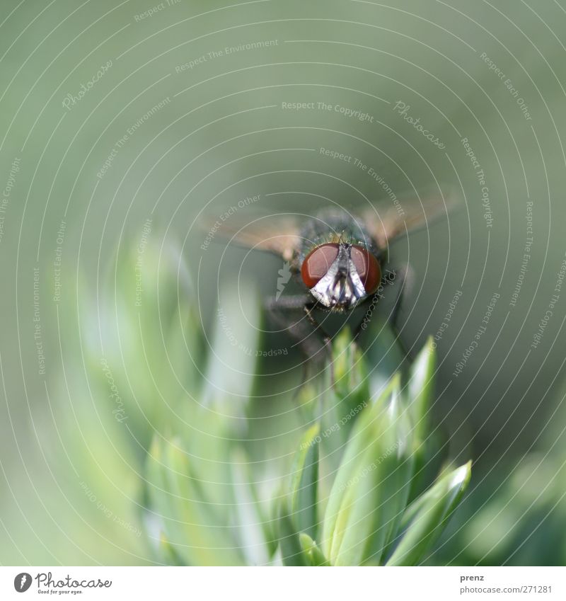 First fly photo Environment Nature Plant Animal Wild animal Fly 1 Gray Green Eyes Compound eye Point Sit Colour photo Exterior shot Close-up Deserted