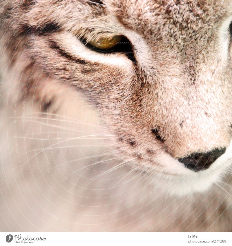 Luchsuriös :) Animal Wild animal Animal face Mammal Land-based carnivore Cat Lynx 1 Cuddly Brown Colour photo Exterior shot Close-up Day Deep depth of field