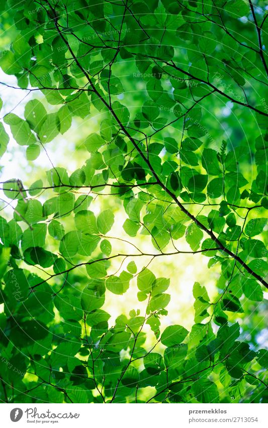 Green leaves backlighted by the sun. Spring fresh foliage Summer Environment Nature Plant Sunlight Tree Leaf Foliage plant Forest Authentic Fresh Bright Natural