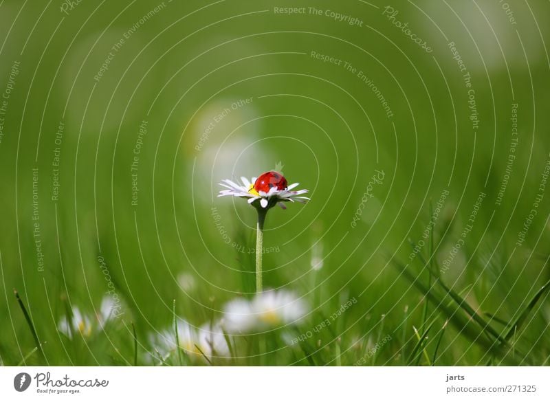 right in the middle Nature Plant Animal Summer Beautiful weather Flower Grass Wild animal Beetle 1 Relaxation Sleep Natural Serene Calm Ladybird Daisy