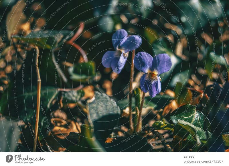 Close-up of a pair of viola alba purple flowers growing in the ground of a forest Elegant Beautiful Wallpaper Couple Nature Plant Autumn Flower Forest Growth