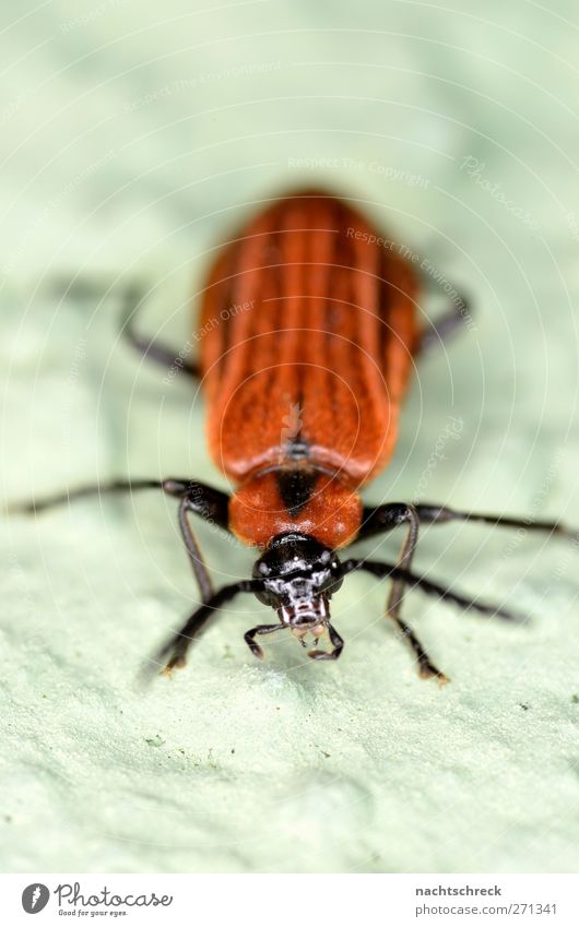 Beautiful Red Black A Royalty Free Stock Photo From Photocase