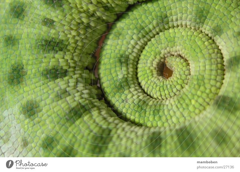 Chamaeleon tail Chameleon Saurians Madagascar Multicoloured Animal Sudan. Africa Macro (Extreme close-up)