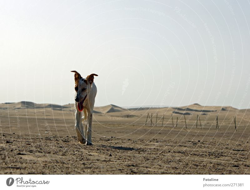 desert dog Environment Nature Landscape Elements Earth Sand Desert Animal Pet Dog Hot Bright Natural Warmth Brown Colour photo Subdued colour Deserted