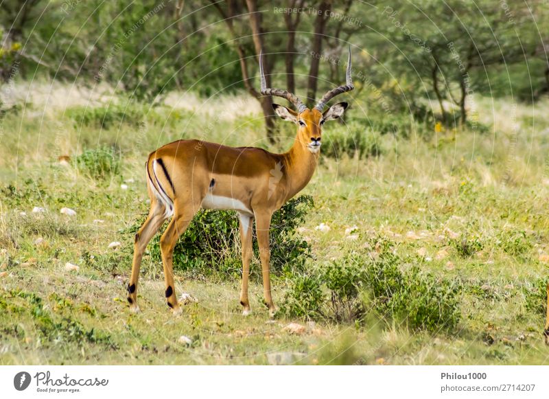 Male Impala with curious look Beautiful Vacation & Travel Safari Man Adults Nature Animal Park Natural Wild Green Samburu aepyceros Africa african Antelope