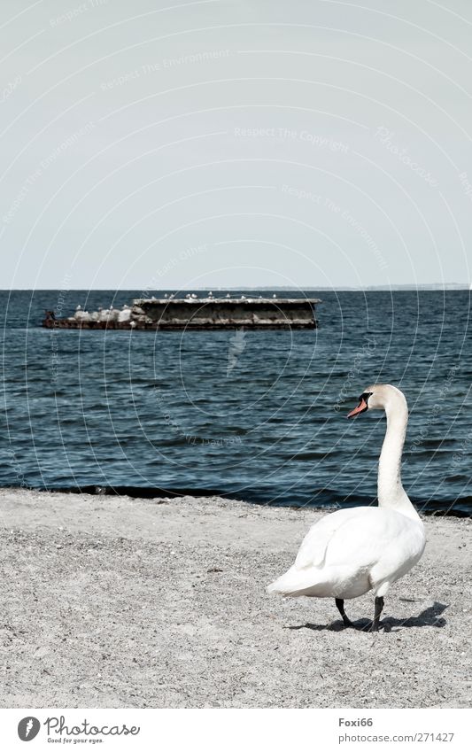 is there any more...????? Water Cloudless sky Spring Waves Coast Beach Baltic Sea Navigation Swan 1 Animal Stone Sand Observe Discover Authentic Fluid Wet
