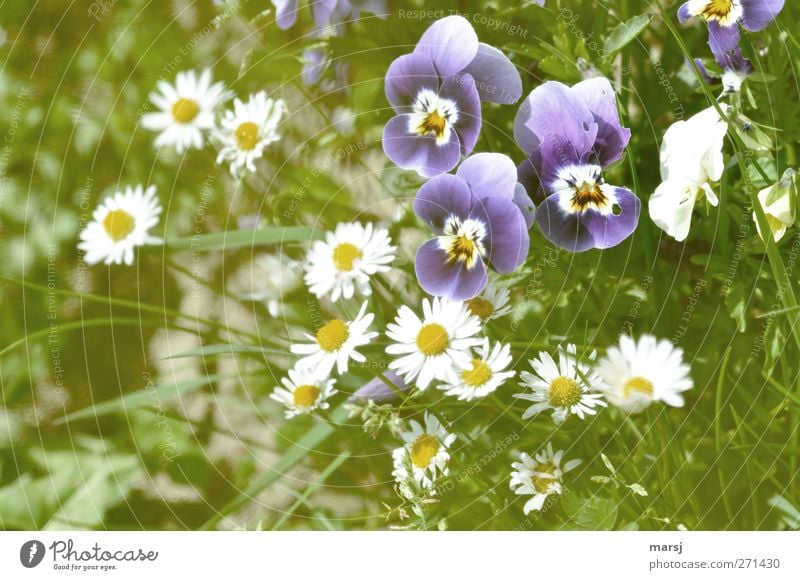 the three Nature Plant Spring Summer Flower Grass Blossom Foliage plant Agricultural crop Violet Pansy blosssom Daisy Blossoming Illuminate Fragrance Simple