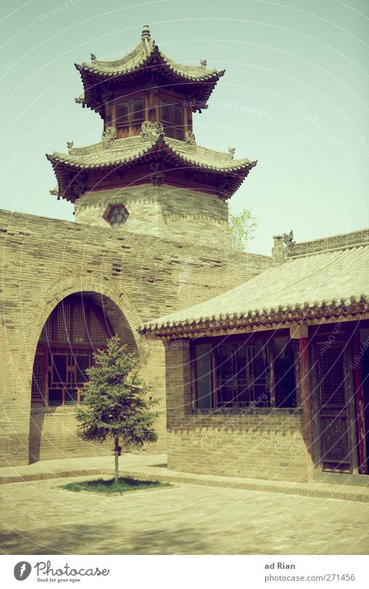 lonely tree Spring Plant Tree Foliage plant Park Xian China Small Town Old town Deserted House (Residential Structure) Church Palace Castle Manmade structures