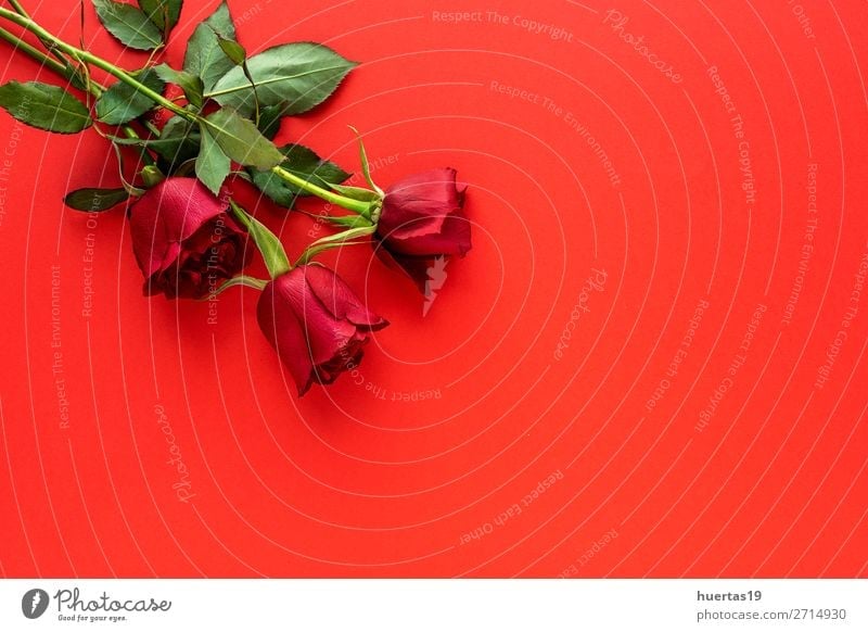 Red Roses With Red Background A Royalty Free Stock Photo From Photocase
