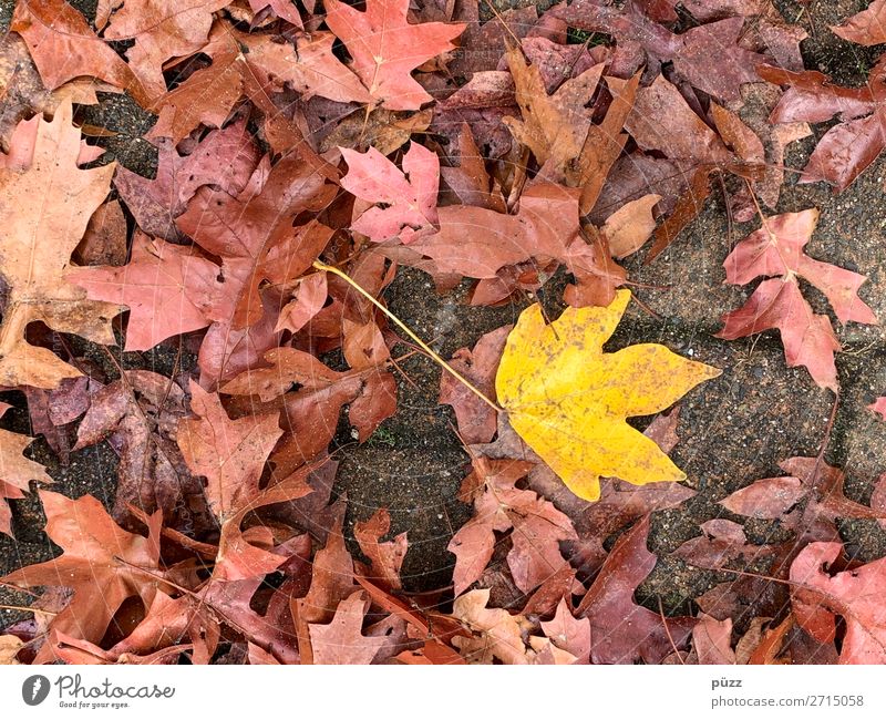 dashes of colour Environment Nature Plant Earth Autumn Tree Leaf Garden Park Brown Yellow Red Autumn leaves Autumnal Autumnal colours Maple tree Maple leaf