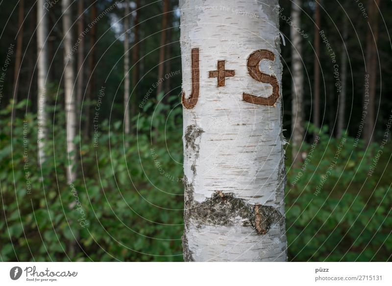 Bark of a birch tree peeling off - a Royalty Free Stock Photo from Photocase