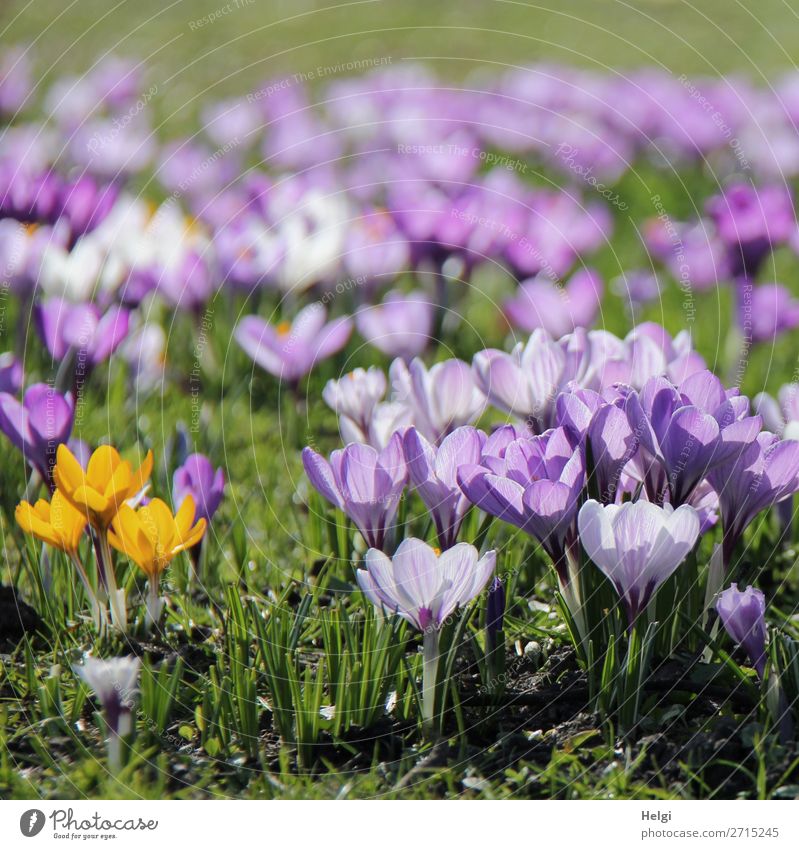 many purple and three yellow crocuses on a meadow against the light Environment Nature Landscape Plant spring Beautiful weather flowers Grass flaked bleed Park