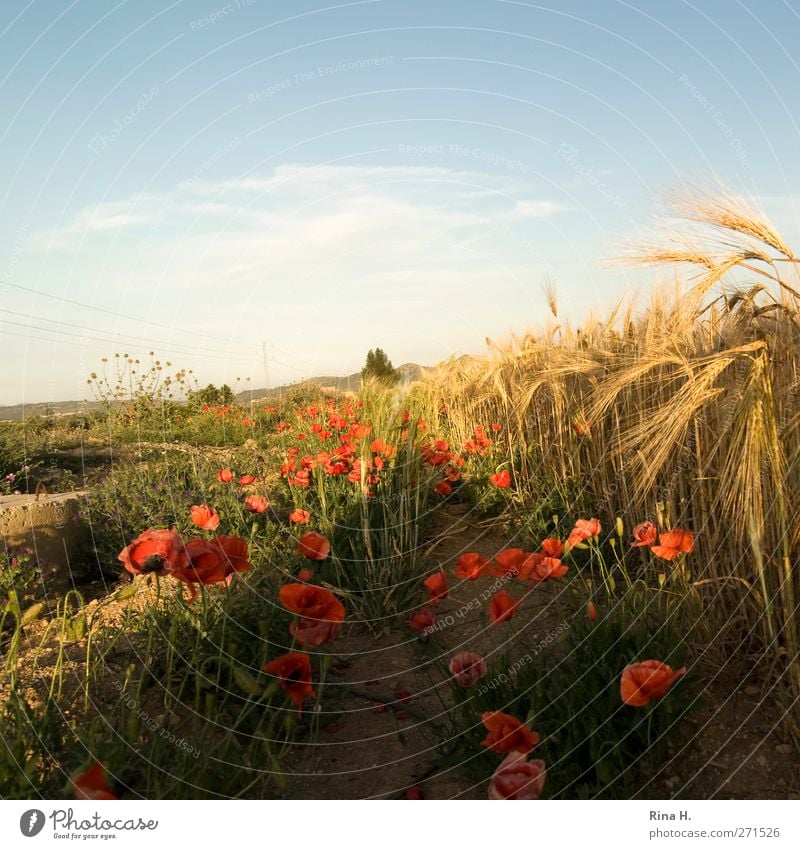 Poppy at the edge of the field Agriculture Forestry Nature Landscape Sky Horizon Summer Beautiful weather Flower Blossom Agricultural crop Grain field