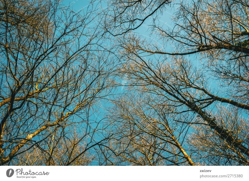 Tree tips pointing to the sky illuminated by the sunlight Beautiful Environment Nature Plant Sky Autumn Forest Growth Thin Natural Above Blue Top branches