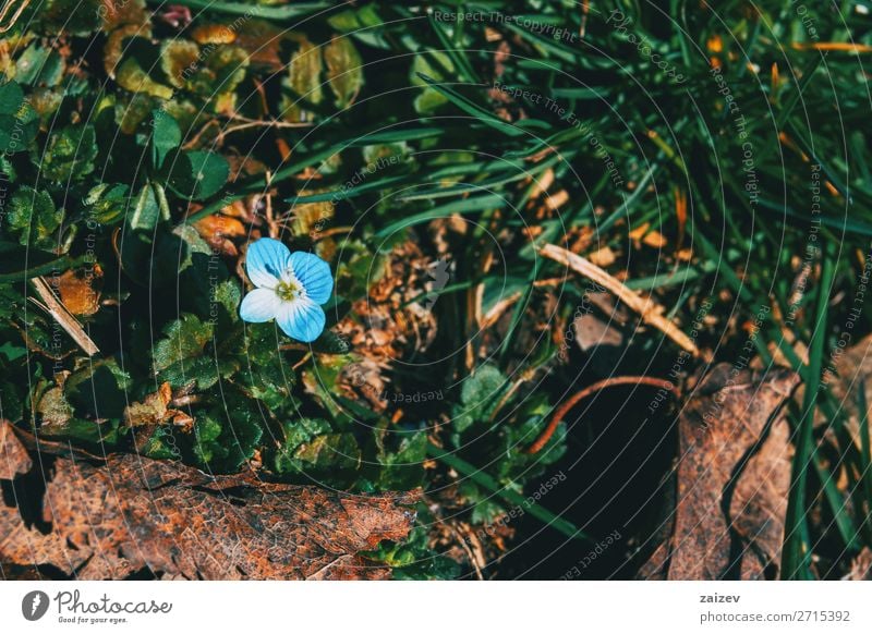 Close-up of a blue veronica persica flower - a Royalty Free Stock Photo