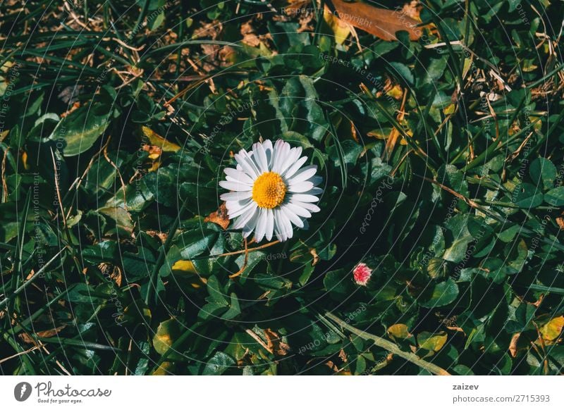 Close-up of an isolated daisy flower in the wild Beautiful Life Wallpaper Nature Plant Flower Leaf Blossom Garden Park Meadow Field Forest Growth Wild Yellow