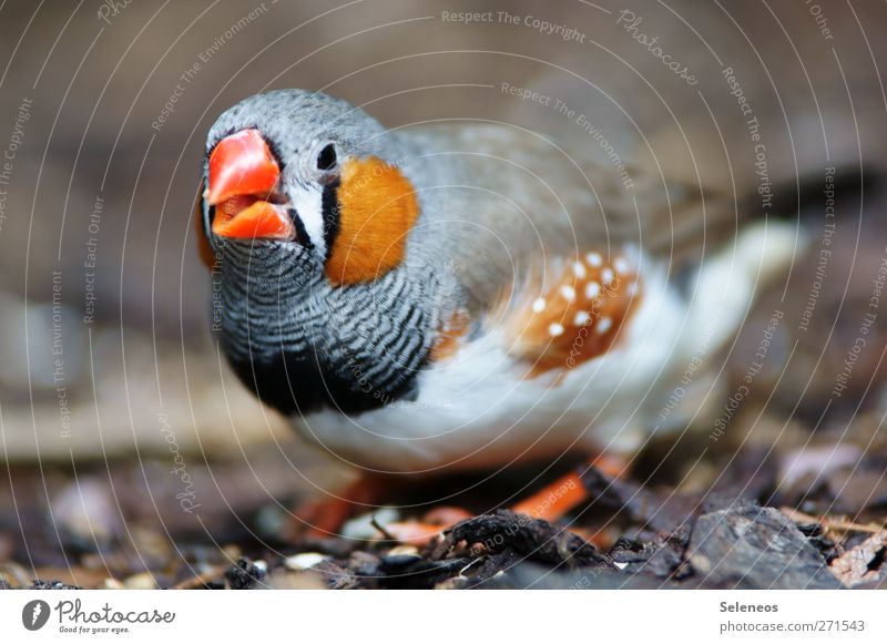 peep Environment Nature Animal Spring Summer Bird Animal face Wing Feather Plumed 1 Near Curiosity Colour photo Exterior shot Day Light Shallow depth of field