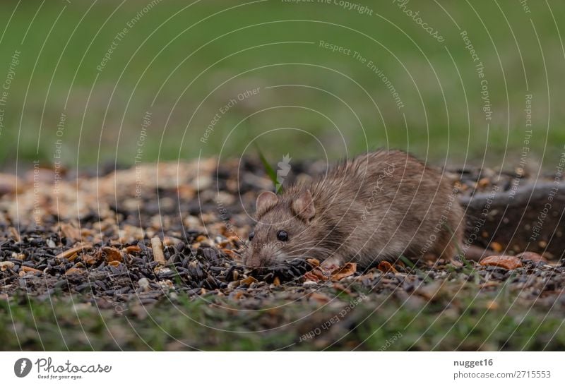 rat Environment Nature Plant Animal Spring Summer Autumn Winter Beautiful weather Grass Garden Park Meadow Field Wild animal Mouse Animal face Pelt Paw Rat