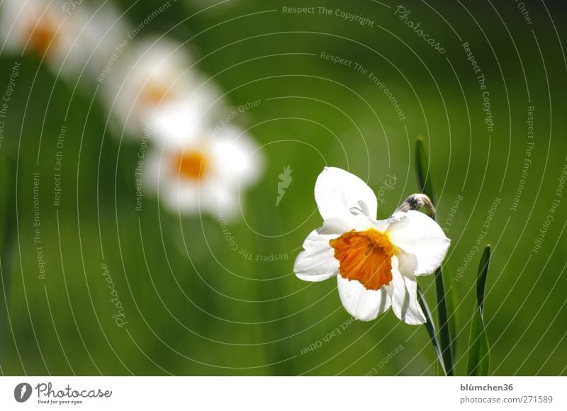 My right seat is empty... Nature Plant Spring Beautiful weather Flower Blossom Narcissus Wild daffodil Blossoming Blossom leave Pistil Garden Park Illuminate