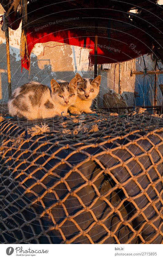 Two young cats lying on fishing nets in the morning sun. Animal Pet Cat 2 Pair of animals Baby animal Lie Sleep Fishing net Fishing village Colour photo