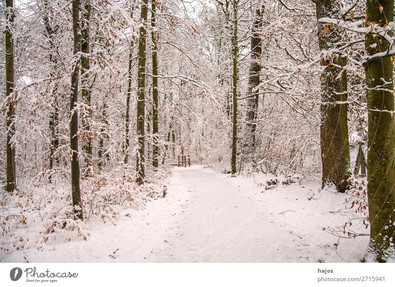 Forest in the snow Winter Nature Weather Snow Tree White snowy off forest path saccharified Idyll Fabulous silent Season Calm Germany covered in deep snow