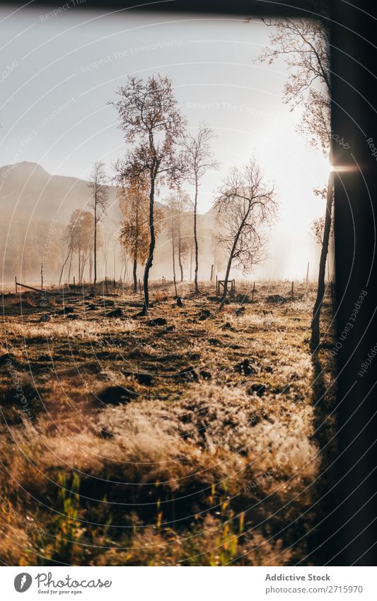 Foggy forest in autumn Forest Autumn Mountain Hill Nature Landscape Tree Seasons Light Morning Orange Small Leaf Park Weather Beautiful Multicoloured Natural