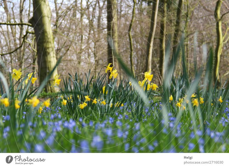 Narcissus and blue spring flowers between trees in the park Environment Nature Landscape Plant Spring Beautiful weather Tree Flower Leaf Blossom Wild daffodil