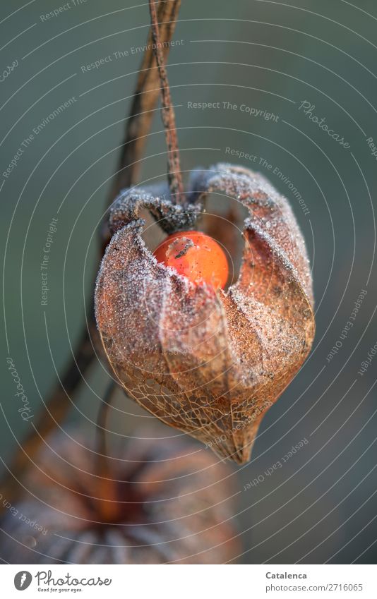 Physalis, covered with hoar frost Fruit Nature Plant Elements Winter Ice Frost Blossom Chinese lantern flower Garden Cold Brown Orange Turquoise White Moody