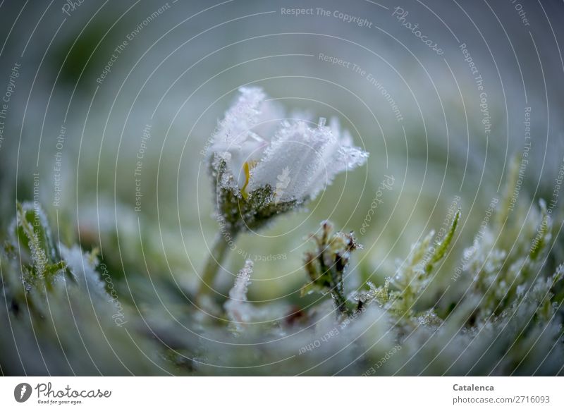 Resistance; daisies, lawn and hoarfrost Nature Plant Elements Winter Weather Ice Frost Flower Grass Moss Leaf Blossom Daisy Garden Meadow Blossoming Freeze