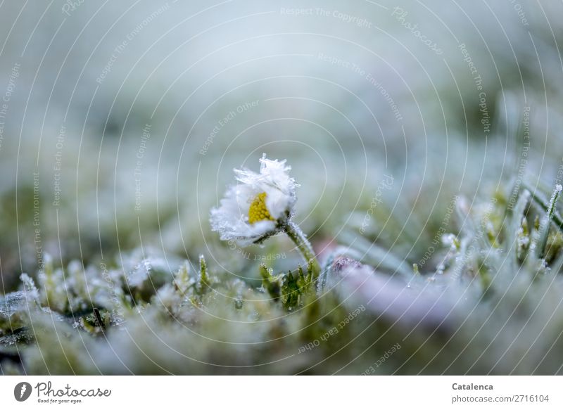 Daisies, lawn and hoarfrost Nature Plant Elements Winter Ice Frost Flower Grass Moss Leaf Blossom Wild plant Daisy Garden Meadow Ice crystal Blossoming Freeze