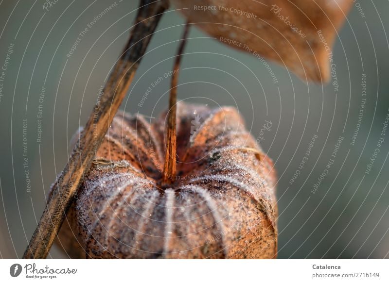 Cold snap, physalis flower covered with frost Nature Plant Winter Ice Frost Blossom Physalis Chinese lantern flower Garden Brown Orange Turquoise White Moody