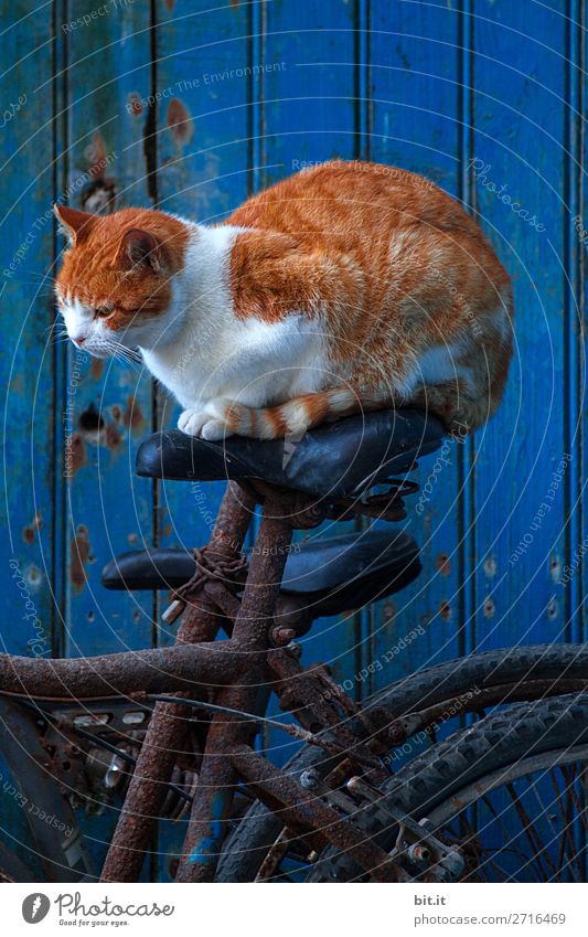 Red tiger cat sits on a bicycle saddle before blue door. Wall (barrier) Wall (building) Transport Means of transport Cycling Animal Pet Cat Happy Astute