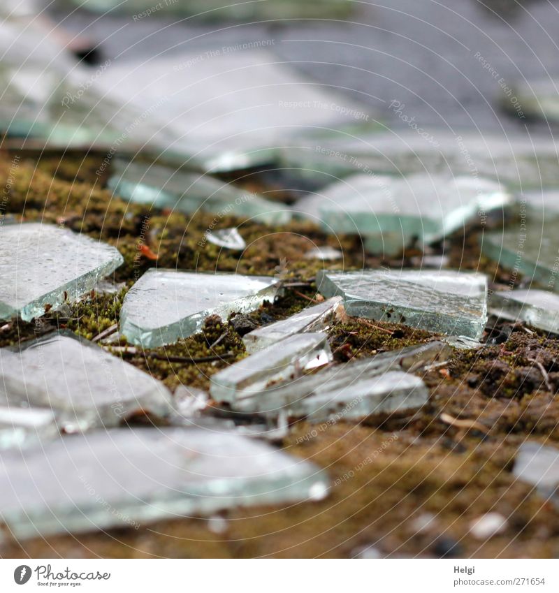 AST 5 | broken glass Moss Glass fragment Shard Old Glittering Lie Authentic Sharp-edged Small Brown Gray Green White Emotions Dangerous Force Bizarre Uniqueness