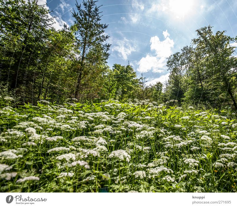 twelve millimetres Environment Nature Landscape Plant Sky Clouds Sun Sunlight Spring Summer Weather Beautiful weather Tree Flower Grass Bushes Leaf Blossom