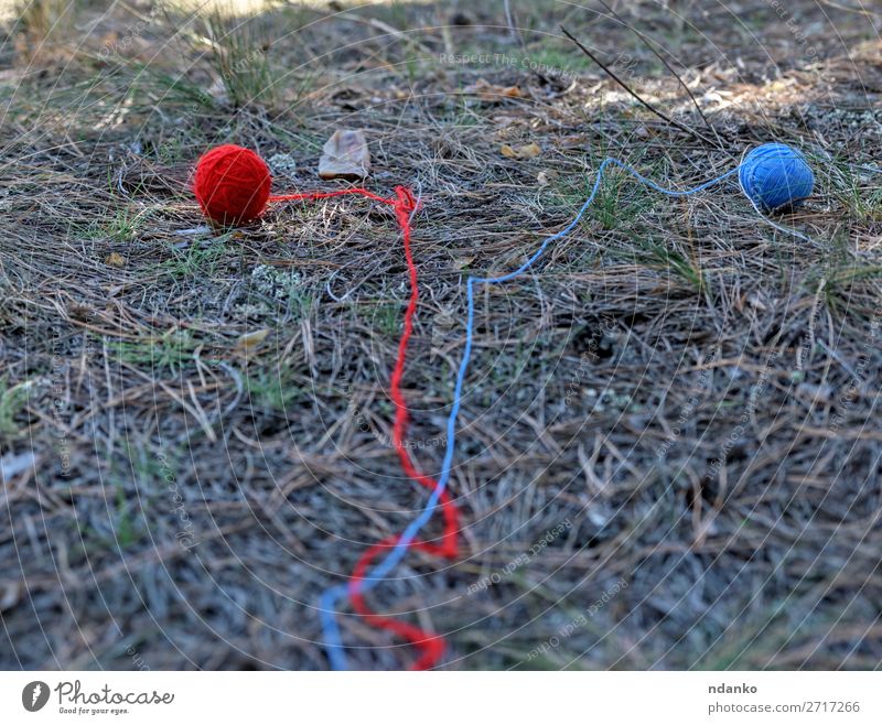 two little wool ball unwound in the middle of the forest Summer Nature Grass Forest Lanes & trails Movement Walking Blue Green Red Adventure Idea Survive clew