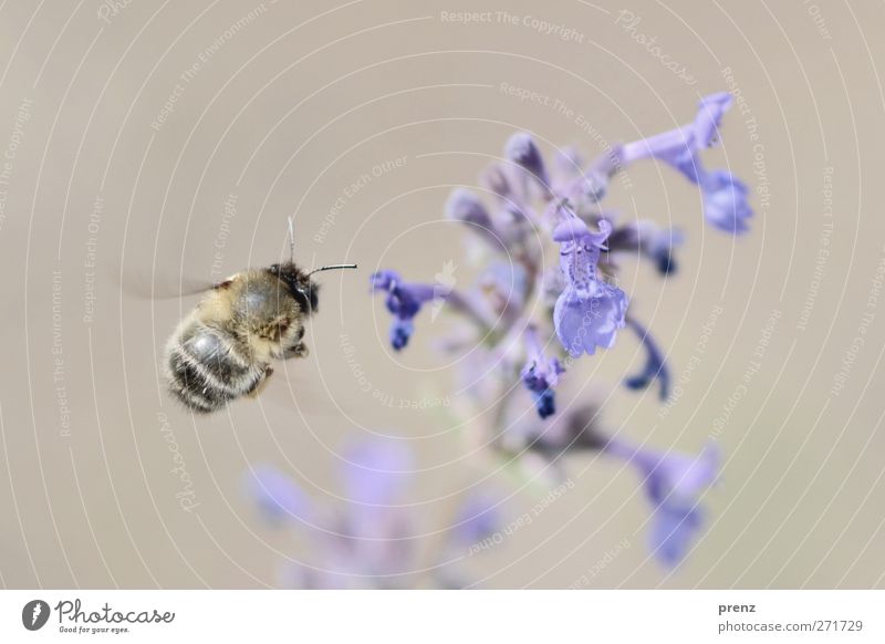 more beautiful flying 2 Environment Nature Plant Animal Spring Blossom Wild animal Bee 1 Blue Gray Insect Floating Flying Balm Colour photo Exterior shot